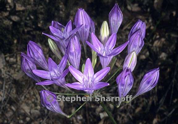 triteleia bridgesii 1 graphic